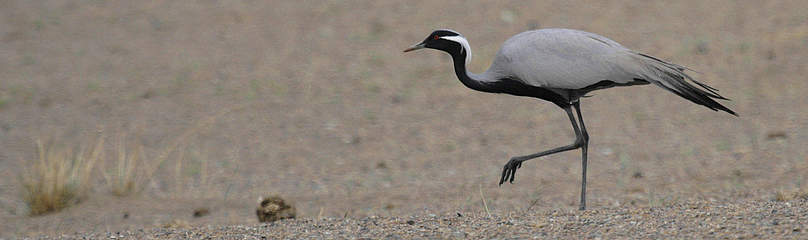 Telli Turna / ©: Frans Schepers / WWF-Hollanda turna, telli turna, demoiselle crane, crane / ©: Frans Schepers / WWF-Hollanda